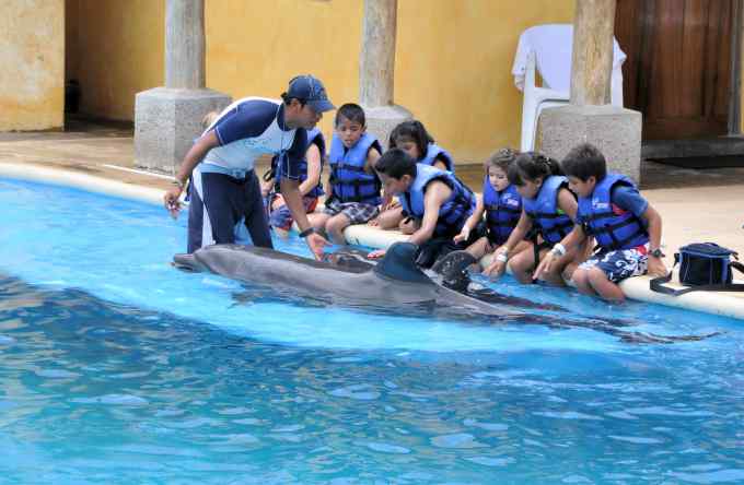 Fast Ferry Offers | Become A Dolphin Trainer For A Day Become A Dolphin Trainer For A Day