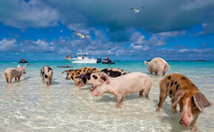 Swim with the Pigs in Freeport | Ferry to Bahamas swimming with the pigs Ferry to Bahamas swimming with the pigs