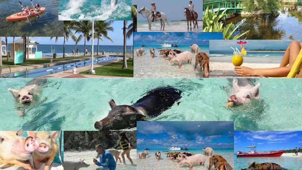 Swim with the Pigs in Freeport | Swim with the Pigs in Freeport Bahamas Swim with the Pigs in Freeport Bahamas