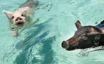 Swim with the Pigs in Freeport | bahamas fast ferry swim with pigs 416x257 2 Cruise To Stay™ in Grand Bahama Island swim with the pigs
