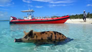 Bahamas day trip | image 7 Swim with the pigs in Freeport Grand Bahamas