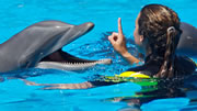 Bahamas day trip | image 9 Swim with the dolphins in Freeport Grand Bahamas